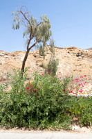 Tree on Sloopes of Grofit 1