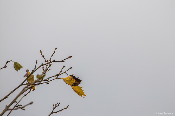 Incoming Storm Gives Leaves a Pastel Background 191015-3