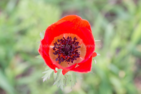 Poppy Anemone 180208-6
