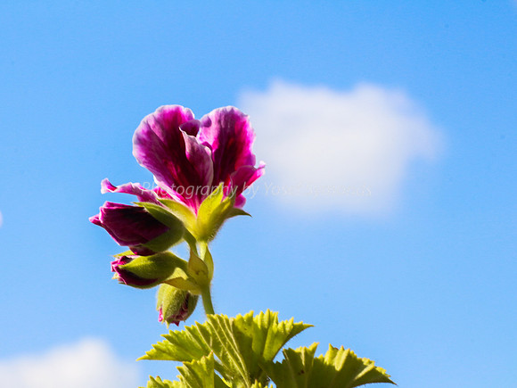 Pink and White Geranium 170416-5