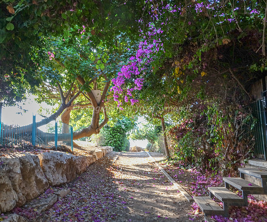Petalled Lane RBSA - 1