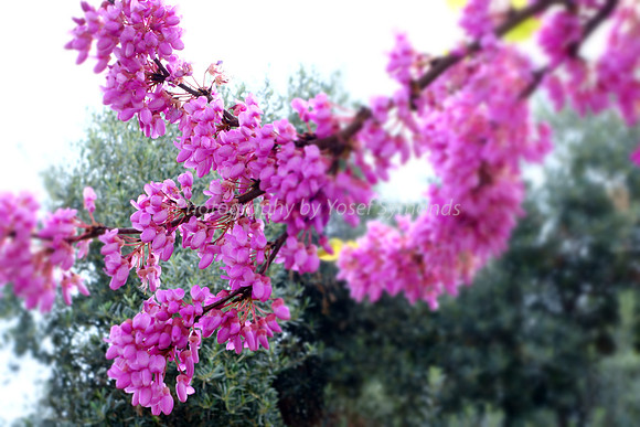 Pink Blossom