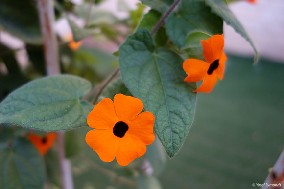 Black Eyed Susan