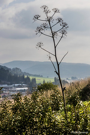 Giant Fennel (Ferule  כלך) Overlooks Haela Valley 200216-2