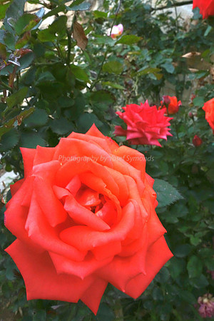DSC00315A