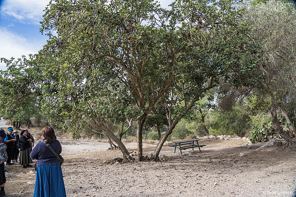 Observing the Elah Tree 191121-2