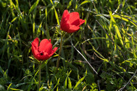 Pair of Anemones 200216-1