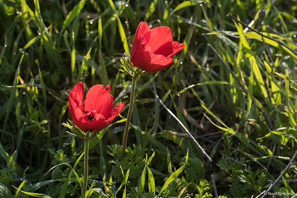 Pair of Anemones 200216-1