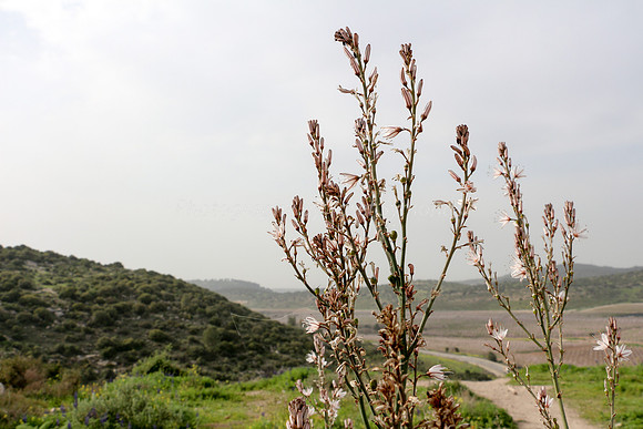 Asphodel 18