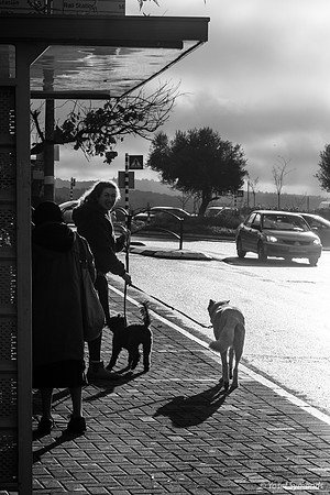 Early Morning Dog Walk Past the Bus Stop 250123-1
