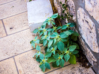Plants in Cracks - Eastern Wall 2