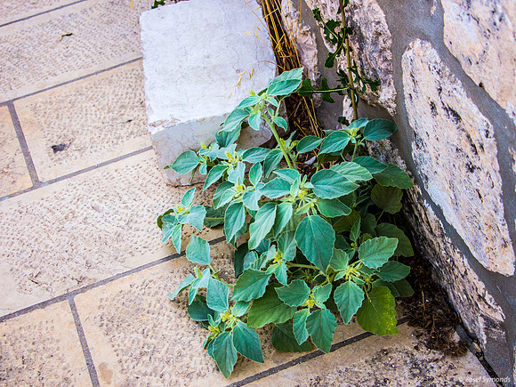Plants in Cracks - Eastern Wall 2