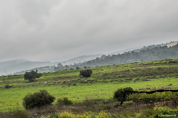 Orchard with Beit Shemesh Hills in Background 200306-2