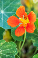 Nasturtium 250701-1