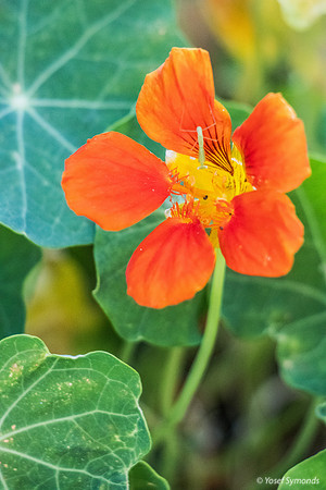 Nasturtium 250701-1