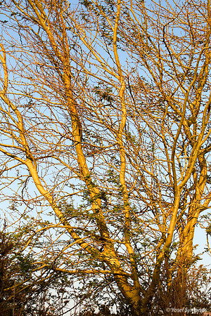 Early Morning Sun Wraps Trees in Maple Syrup 1