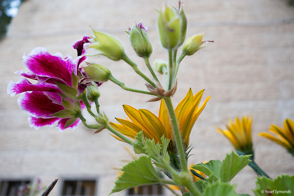 Flower and Building 200514-1