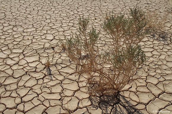 Parched Earth in Negev 150930-1