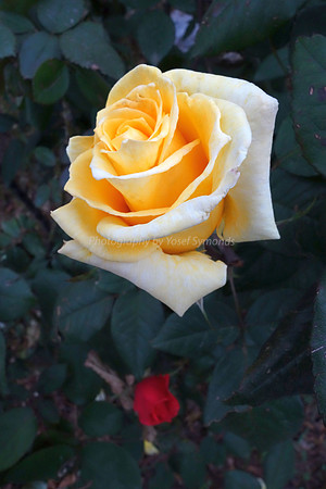 DSC00314A
