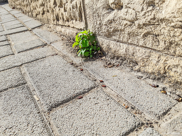 Sprouting from Hard Cracks 191112-3