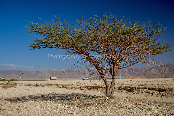 Acacia Tree in Negev 150930-14