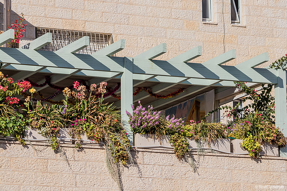 Floral Sukkah 241023-1