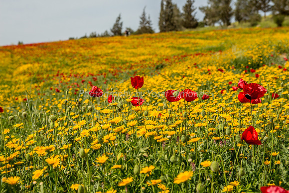 Poppies on the Slope 180323-5