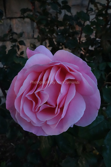 DSC01845