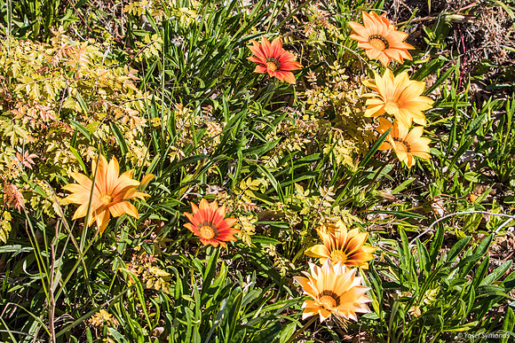 Gazania Flowers 200228-3