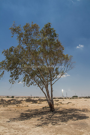 Bright Light of Ashalaim Behind Tree 180601-3