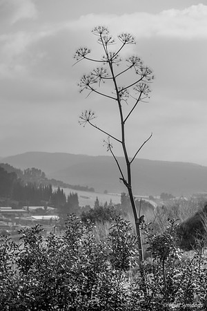 Giant Fennel (Ferule  כלך) Overlooks Haela Valley 200216-3