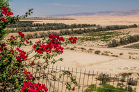 Bougainvilleas Overlooking Fields of Groft