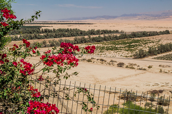 Bougainvilleas Overlooking Fields of Groft