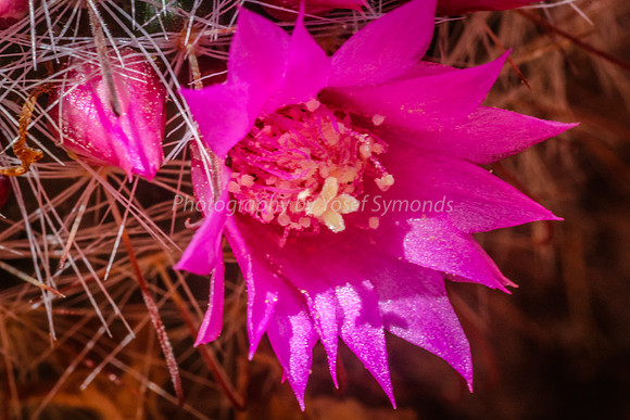 170414-CactusGarden-9999_12-2