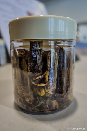 Locusts 220811-3