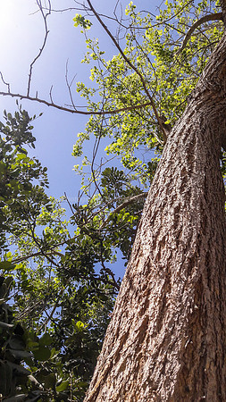 Ayalon Park Tree Trunk