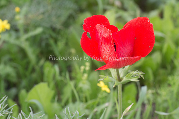 Poppy Anemone 180208-3