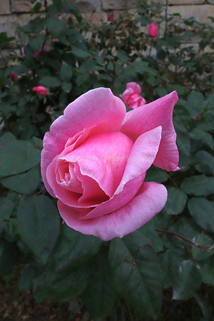 DSC00312