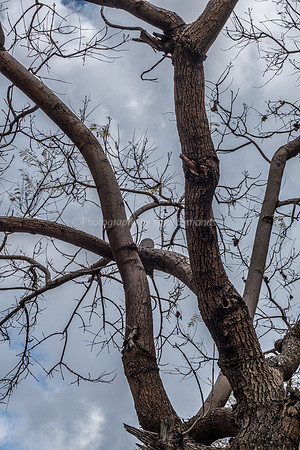 Jacaranda in Early Spring 160317-2