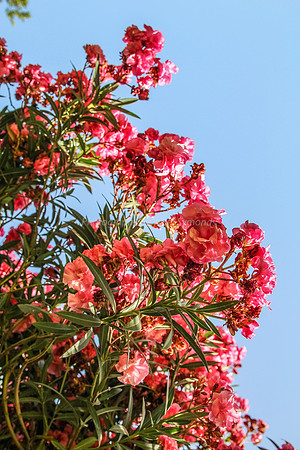 Oleander Tree at Snir Field School 2