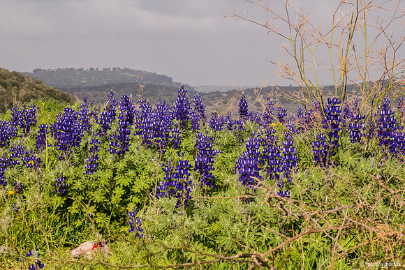 Lupin Field 130224-5