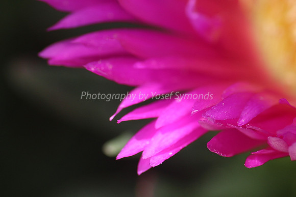 170414-CactusGarden-9999_5-2