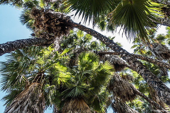 Washington Palm Grove 240516-1