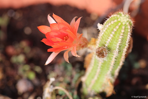 130517-Cactus Flower-2069