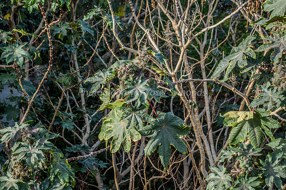 Kikayon Tree in Beit Shemesh 1