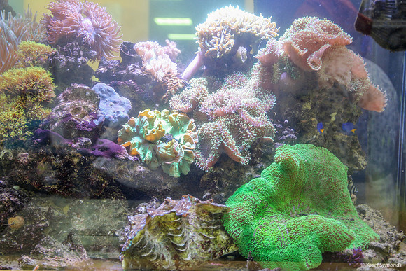 Aquarium 2