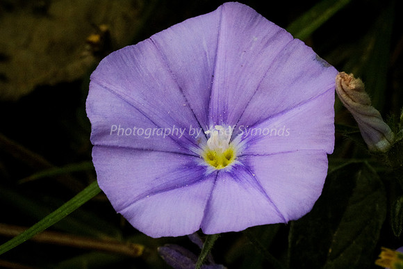 Morning Glory 170416-2