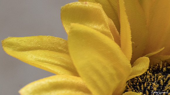 Sunflower Close 190908-3