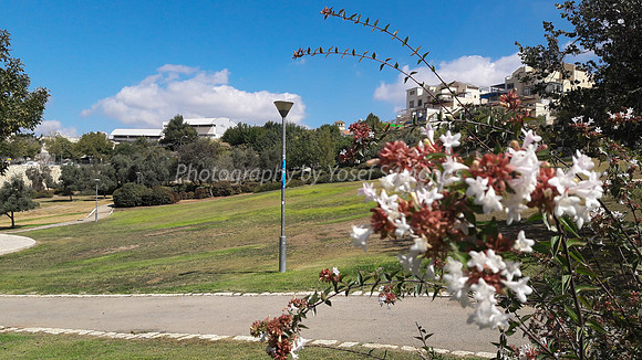 Blossoms Lining Park Ayalon Path