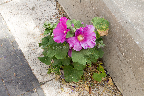Cracks Can Flower!